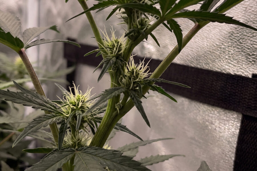 Close-up of pre-flower pistils at a week 5 autoflower node.