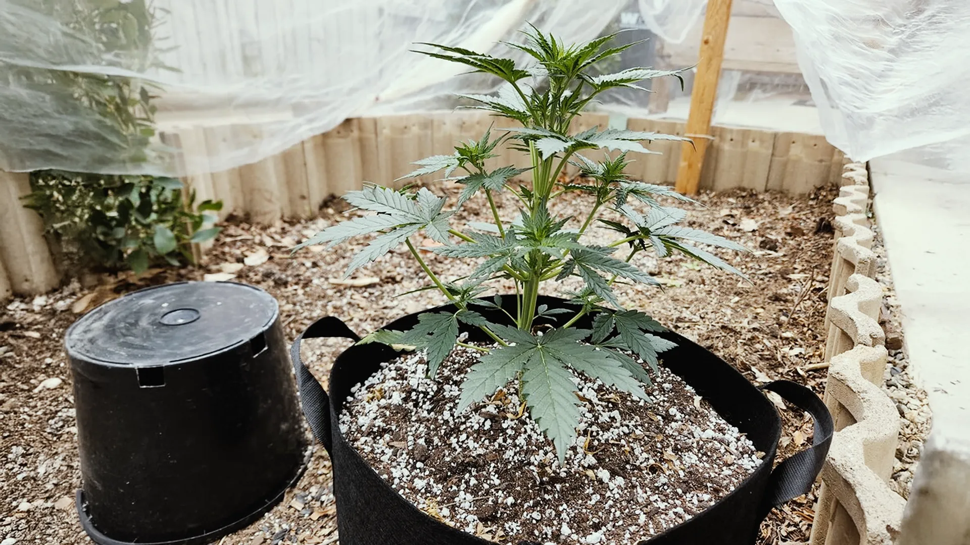 Young cannabis plant in a fabric pot outdoors, surrounded by soil and a plastic-covered structure.
