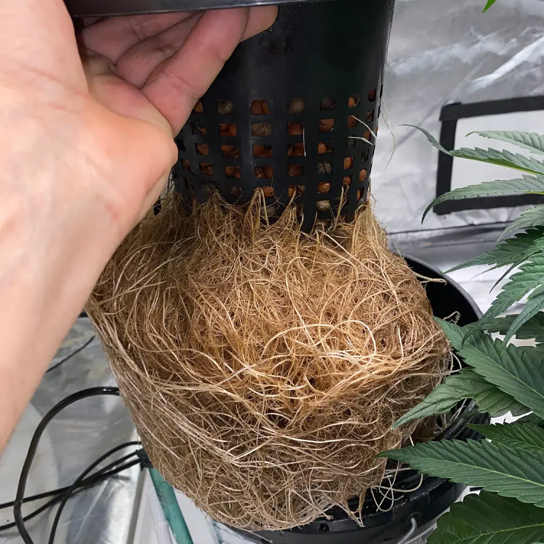 A hand lifts a pot showing dense, tangled roots. A cannabis plant with green leaves is visible next to the pot.
