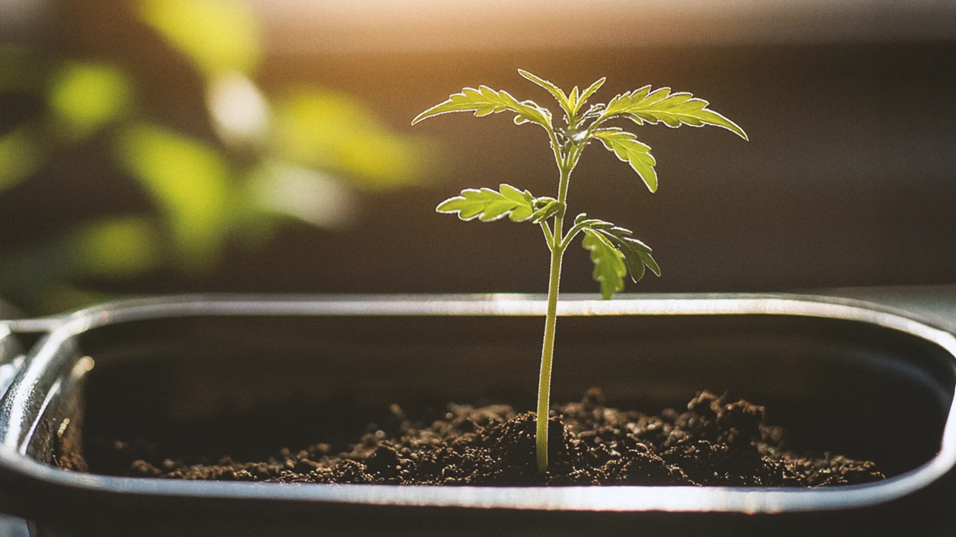 Seedling in soil