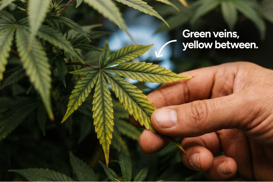 Cannabis fan leaf showing yellowing between the green veins, a common sign the plant may be lacking key nutrients.