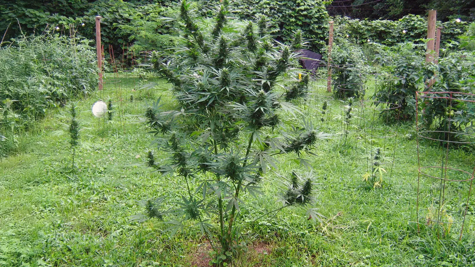A lush, green cannabis plant growing outdoors in a garden, surrounded by grass and other vegetation.