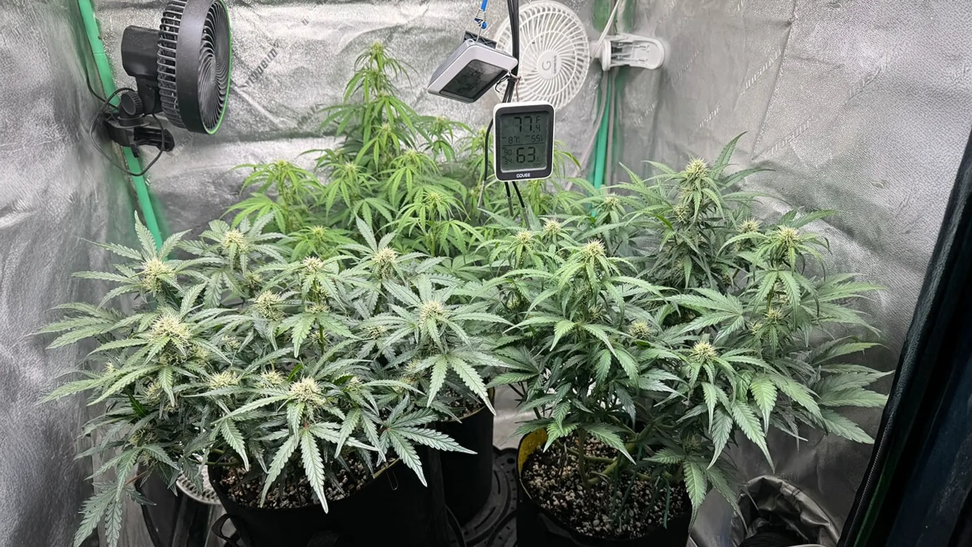 Indoor cannabis plants in pots with a digital thermometer and fans. The setup is in a reflective grow tent environment.