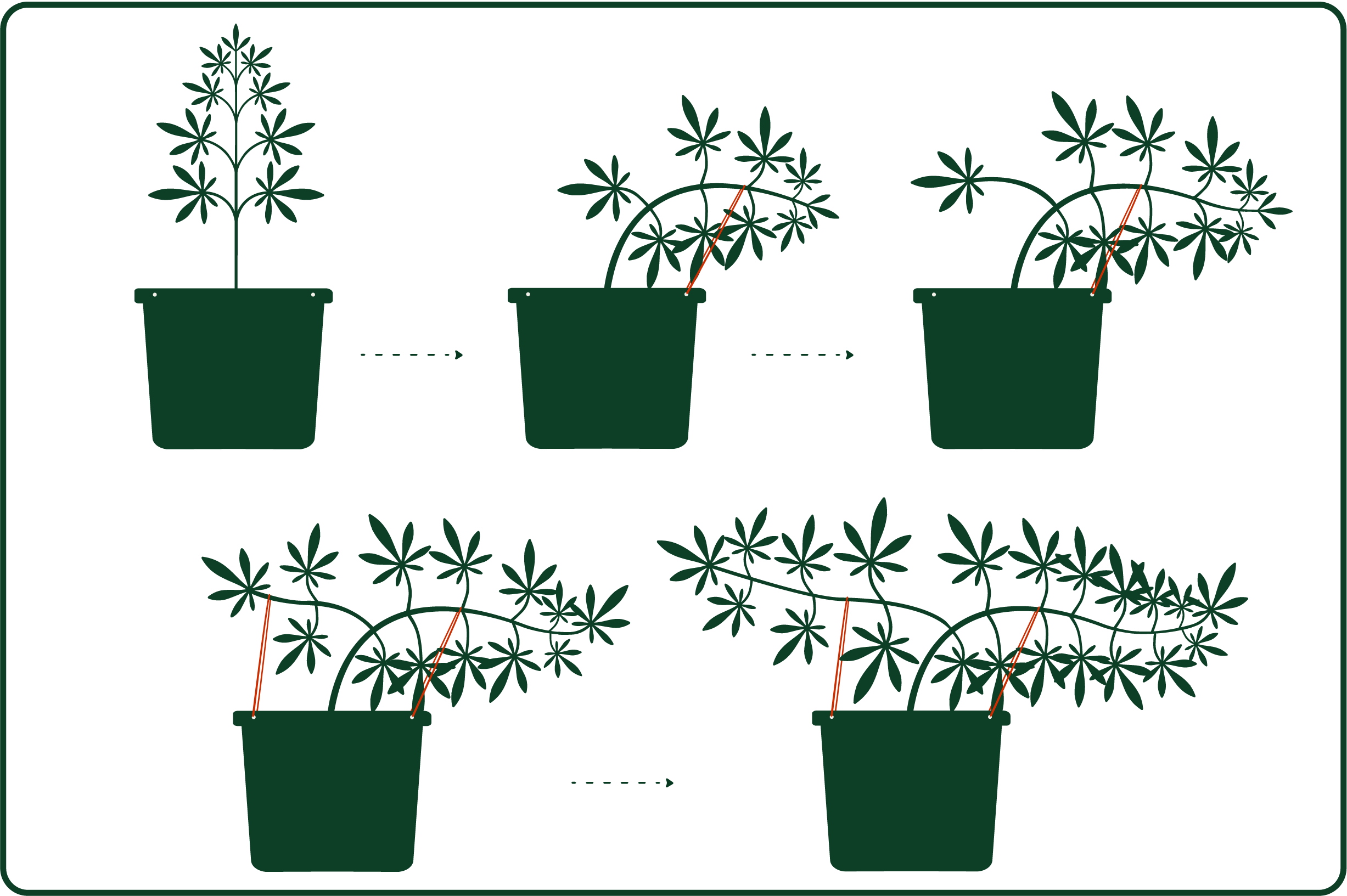 Diagram showing cannabis plant low stress training with stakes and ties, illustrating the process from a single upright stem to multiple bent branches.