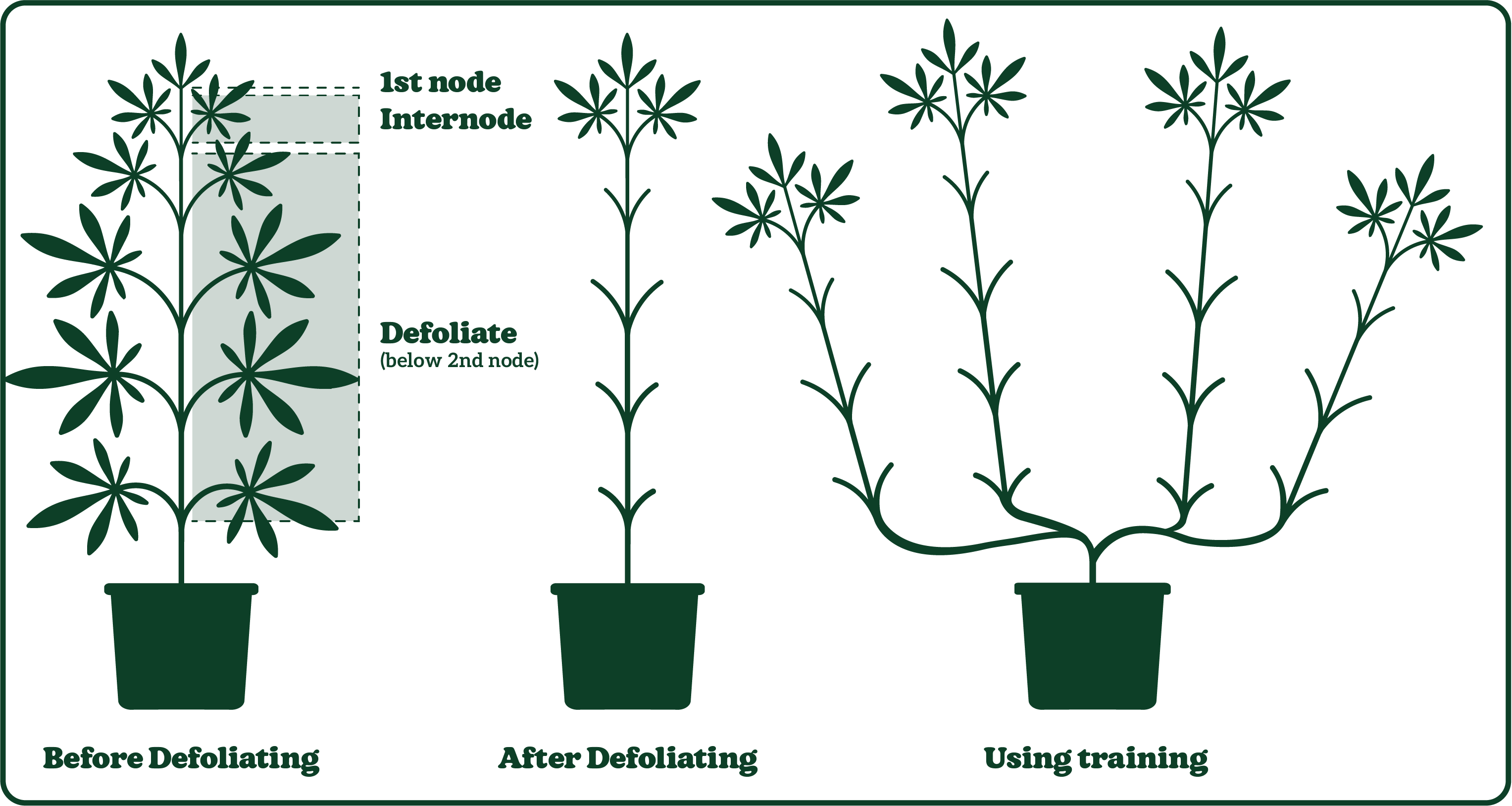Diagram showing plant defoliation and training stages: before defoliating, after defoliating below the second node, and using training for growth.