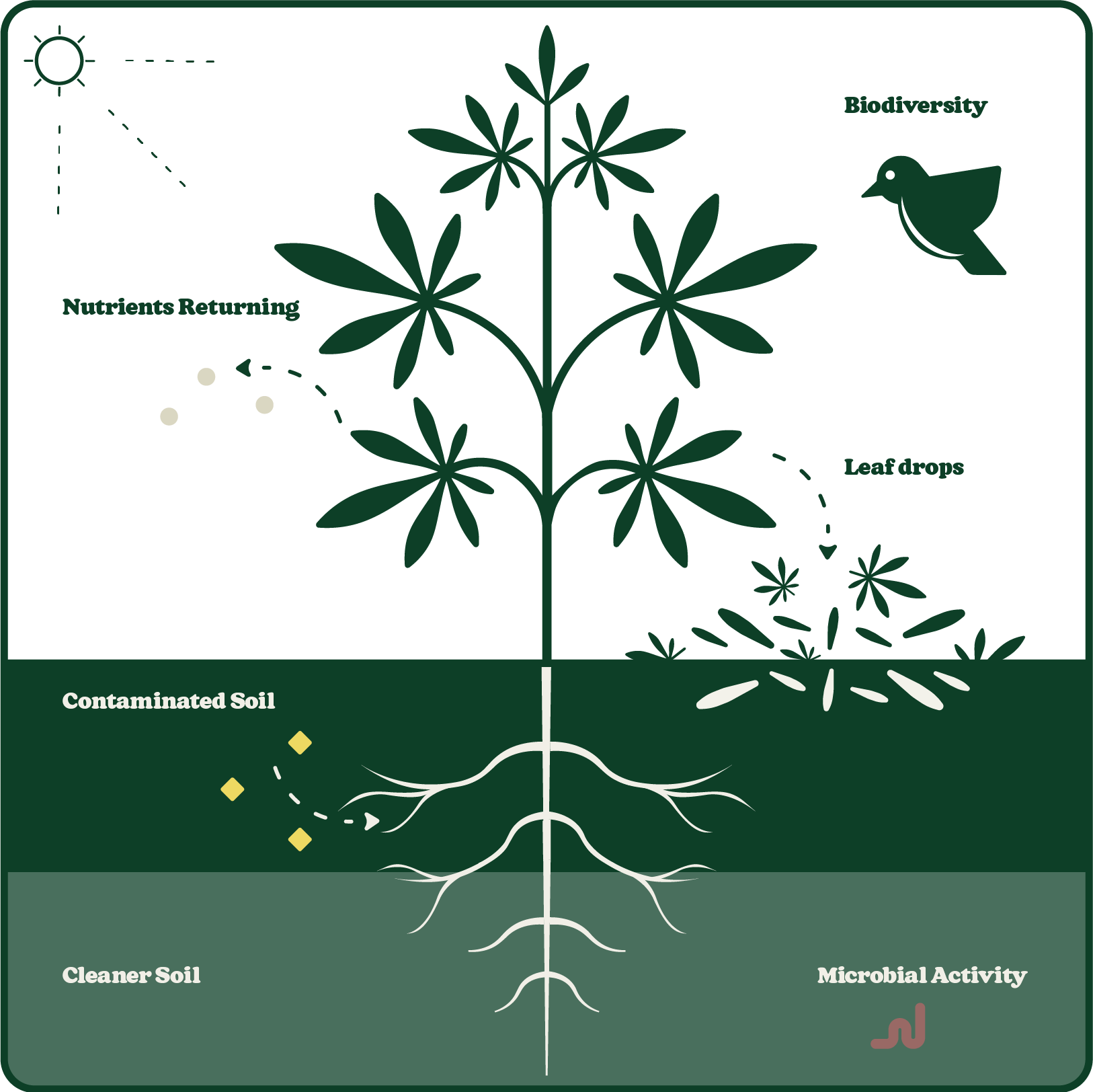 Illustration of a plant showing nutrient cycling, biodiversity, microbial activity, and soil health improvement from contaminated to cleaner soil.