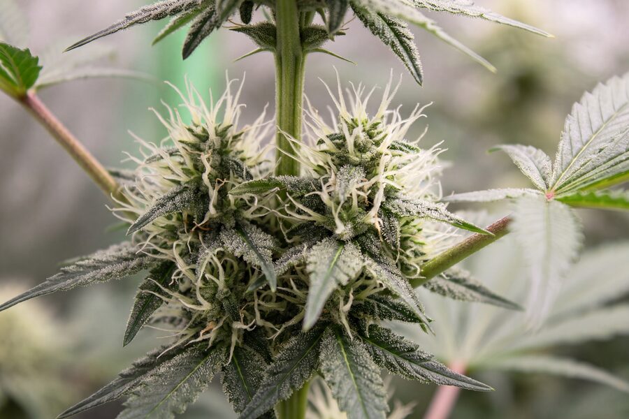 Week 6 autoflower with early bud sites forming and white pistils multiplying at nodes