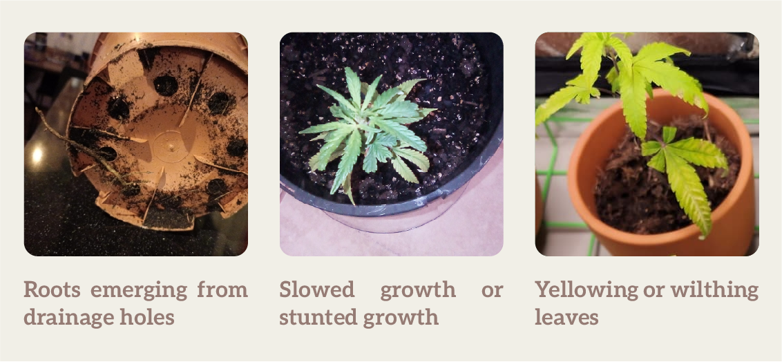 A cannabis plant stressed after being transplanted, exhibiting drooping leaves and other signs of shock from the change in environment.