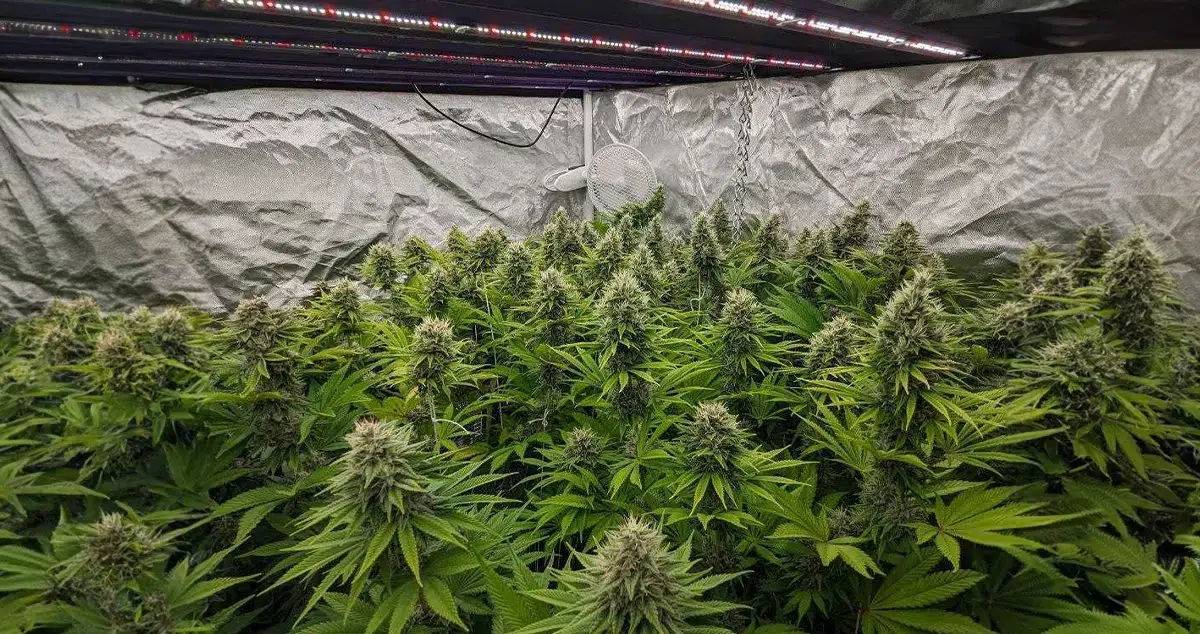 Multiple cannabis plants growing in an indoor grow room, surrounded by controlled lighting, temperature regulation, and nutrient management for optimal plant health.