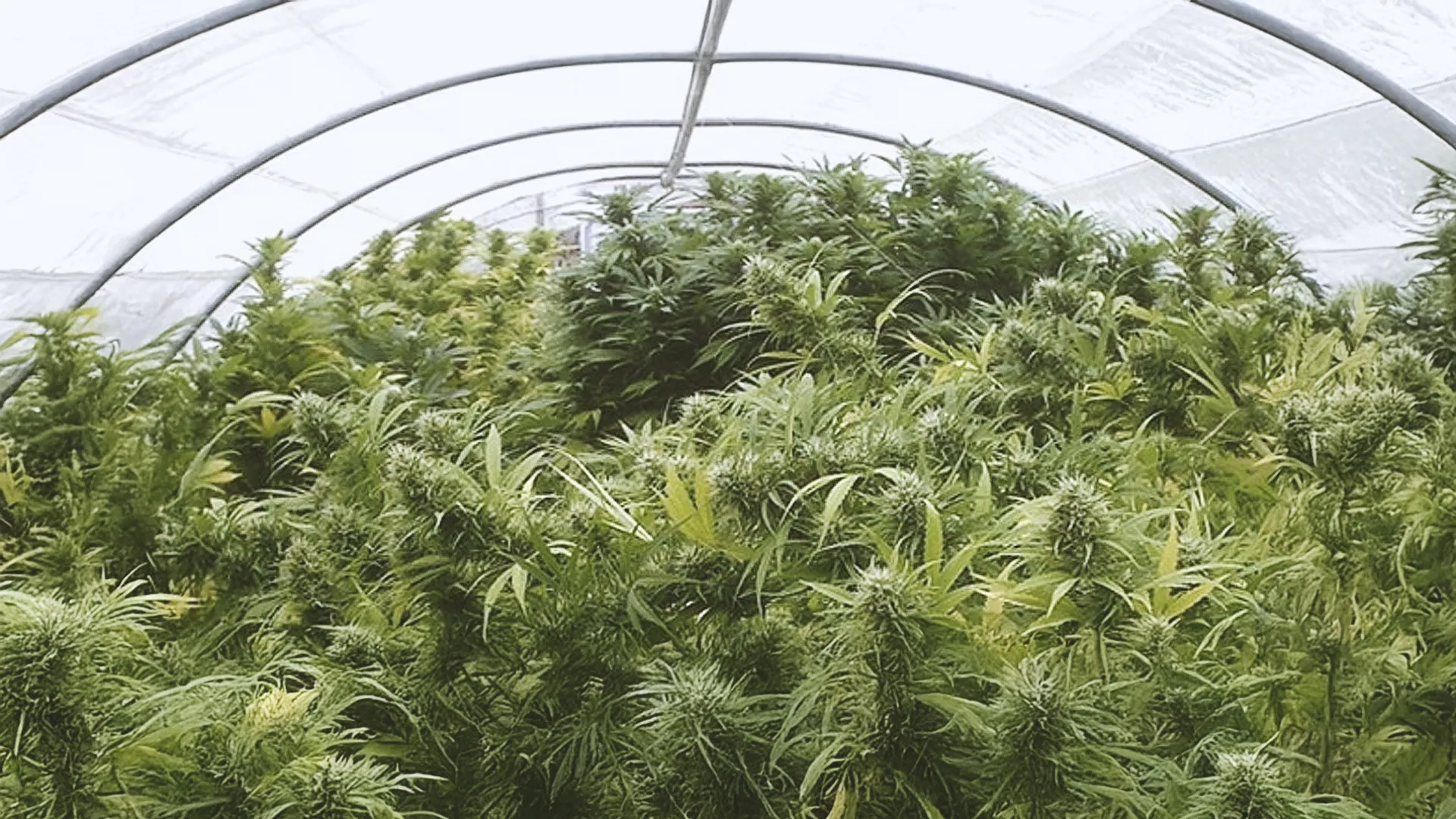 Dense cannabis plants growing inside a greenhouse with a curved, transparent roof.