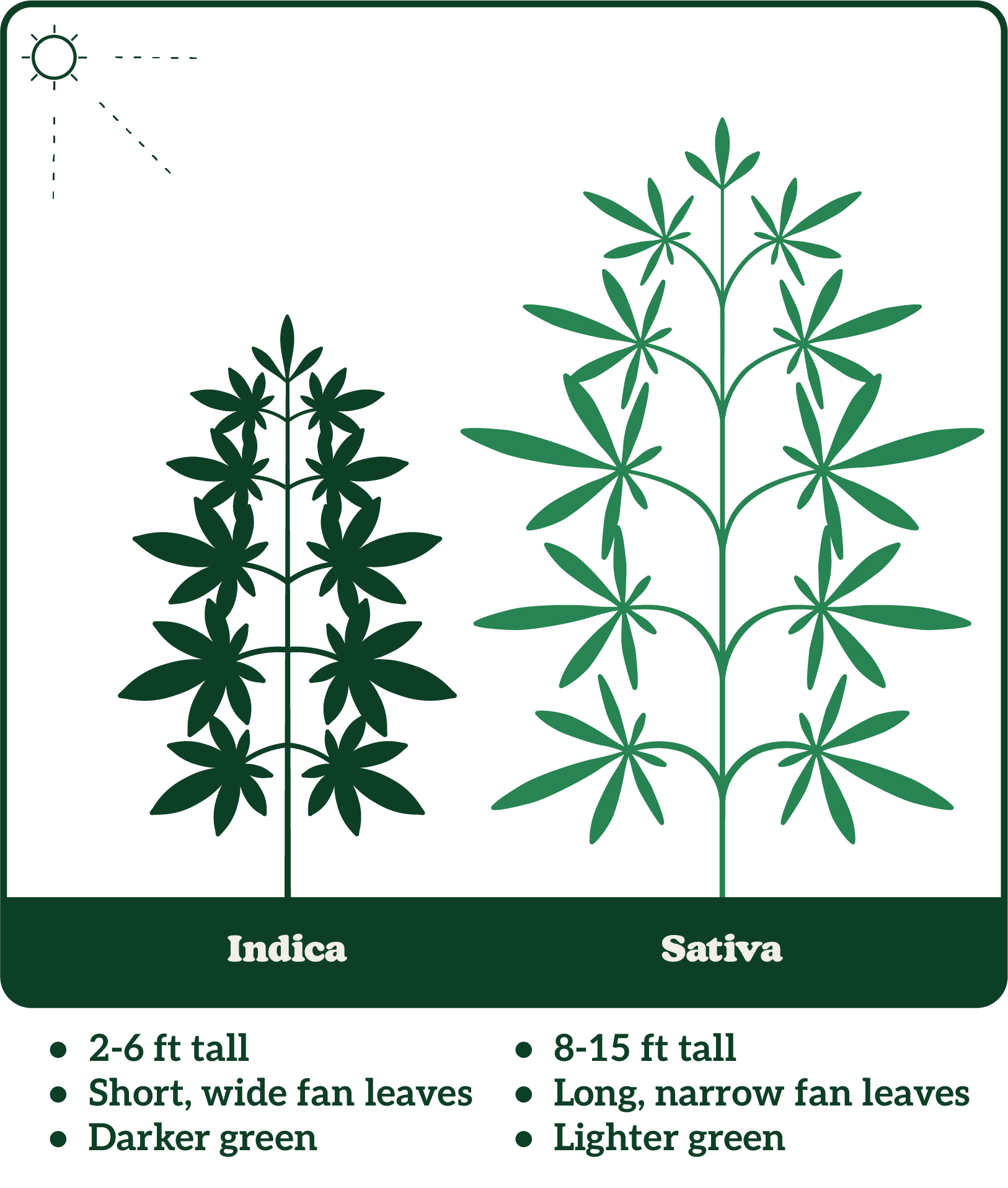 Illustration comparing Indica and Sativa plants: Indica is shorter with wide, dark green leaves; Sativa is taller with narrow, light green leaves.