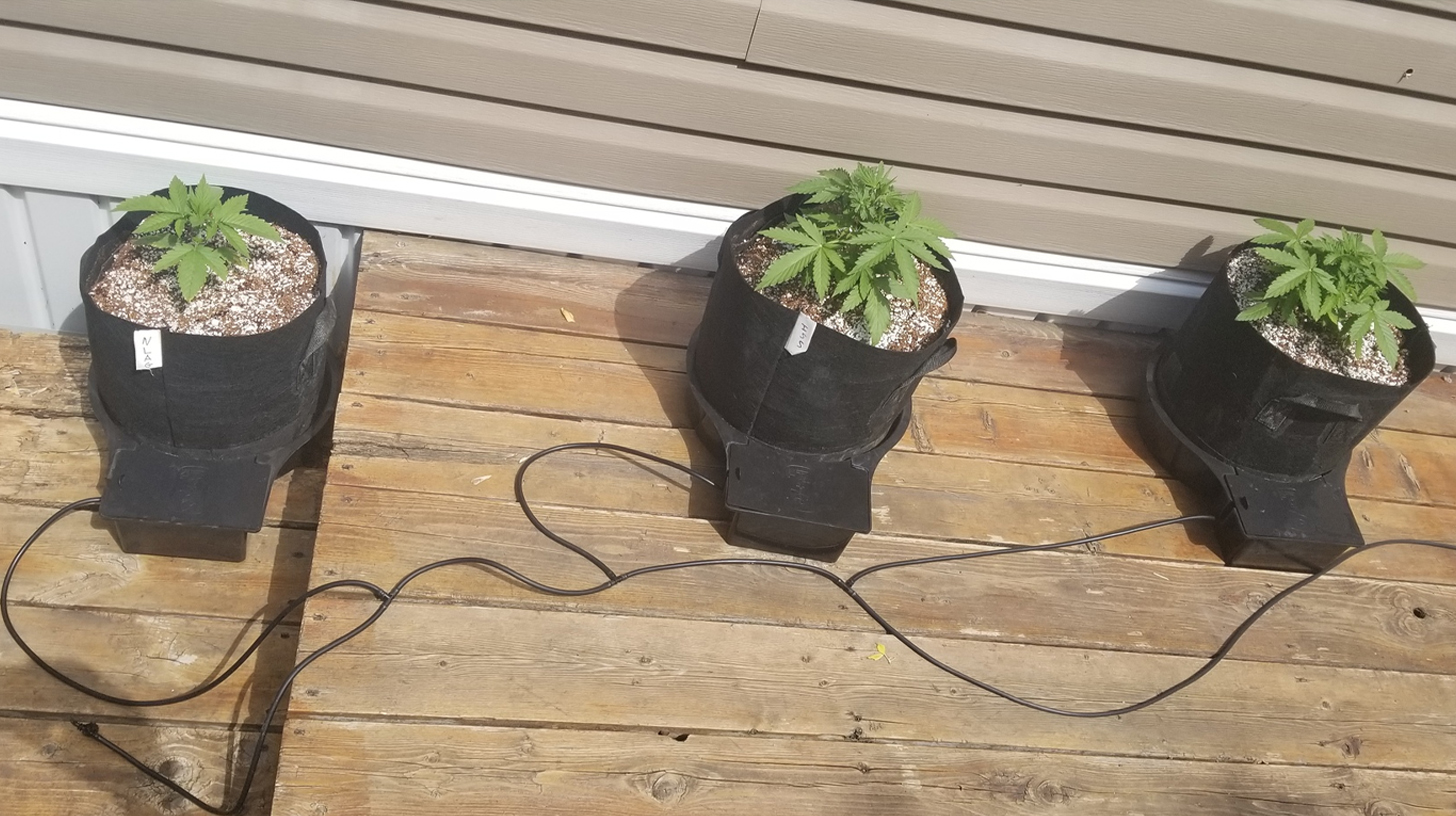 An image of an Autopot irrigation system, featuring a set of self-watering pots connected to a reservoir. The system allows cannabis plants to automatically receive water and nutrients, promoting healthy growth with minimal maintenance.