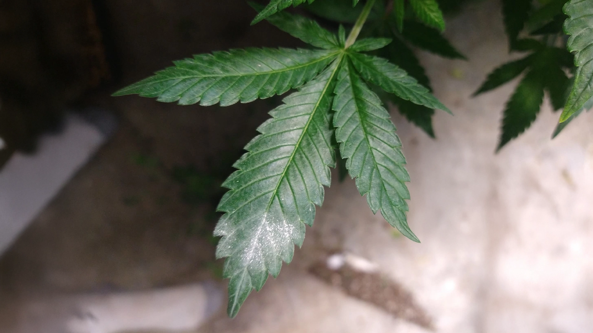 Powdery Mildew early stage