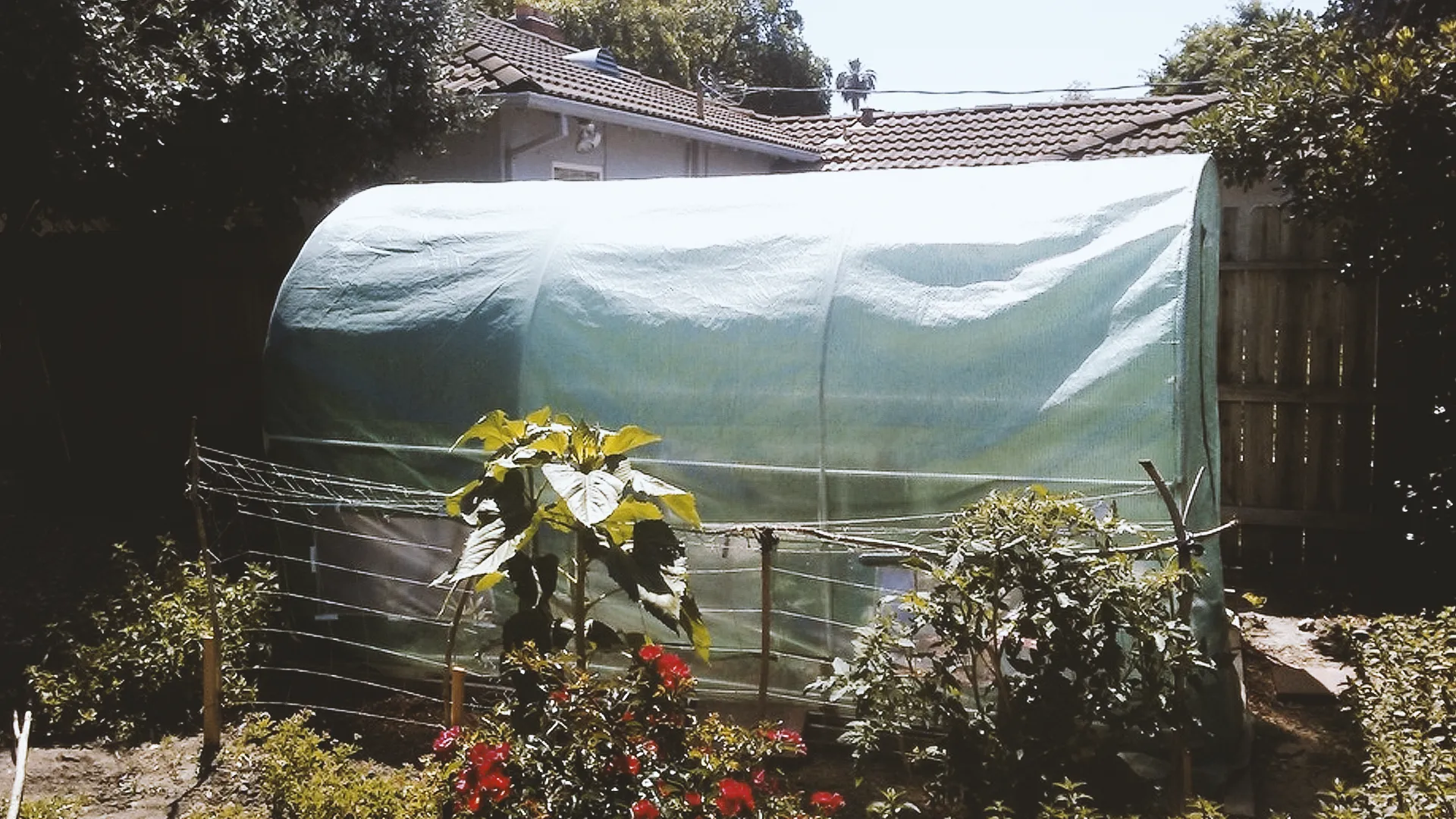 A greenhouse with a curved, translucent cover in a backyard garden, surrounded by plants and flowers under a clear sky.
