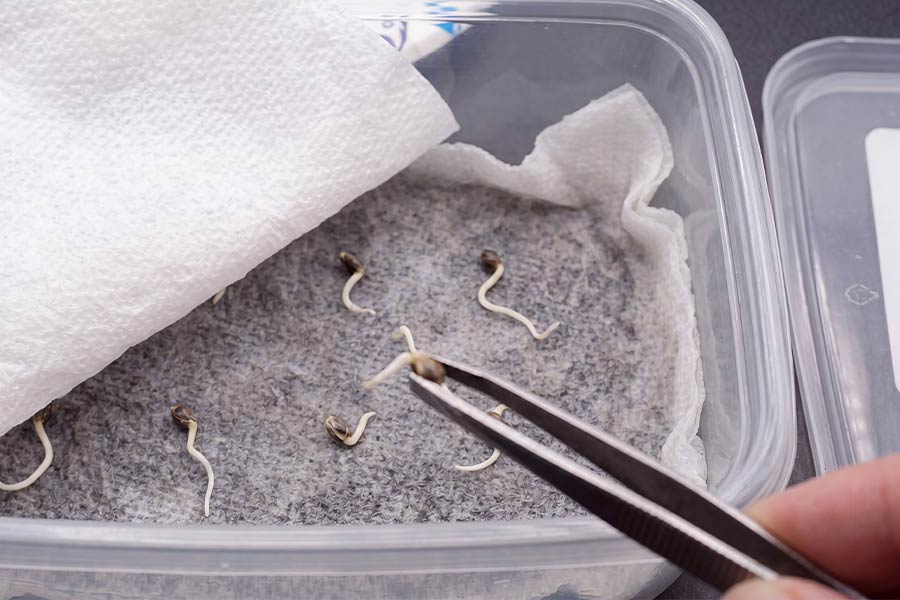 Cannabis seeds germinating on a damp paper towel, with tiny white taproots starting to emerge.