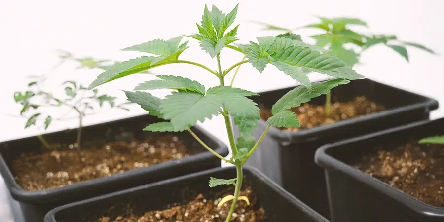 A cannabis seedling at week 3, with true leaves beginning to unfold and develop as it grows taller and stronger.