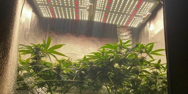 An image of LED lights used in cannabis cultivation, with bulbs emitting varying wavelengths that support both vegetative growth and flowering. These lights offer energy savings and enhanced plant development.