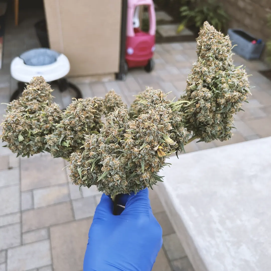 Person wearing blue gloves holding a large cluster of cannabis buds outdoors, with patio tiles and garden items in the background.
