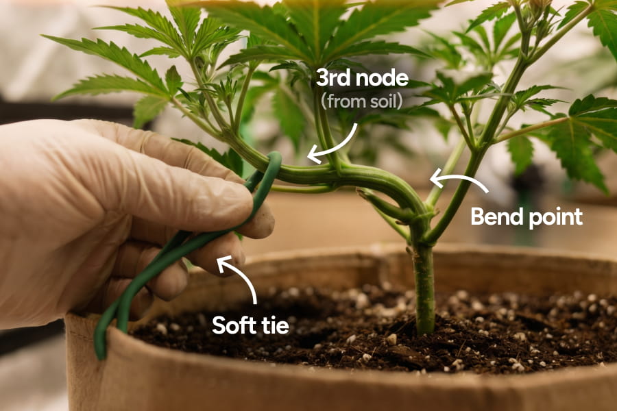 A young cannabis branch is gently tied down to guide the plant to grow wider. For autoflowers, LST should start early, when the plant has a few nodes and the stem is still soft and flexible.