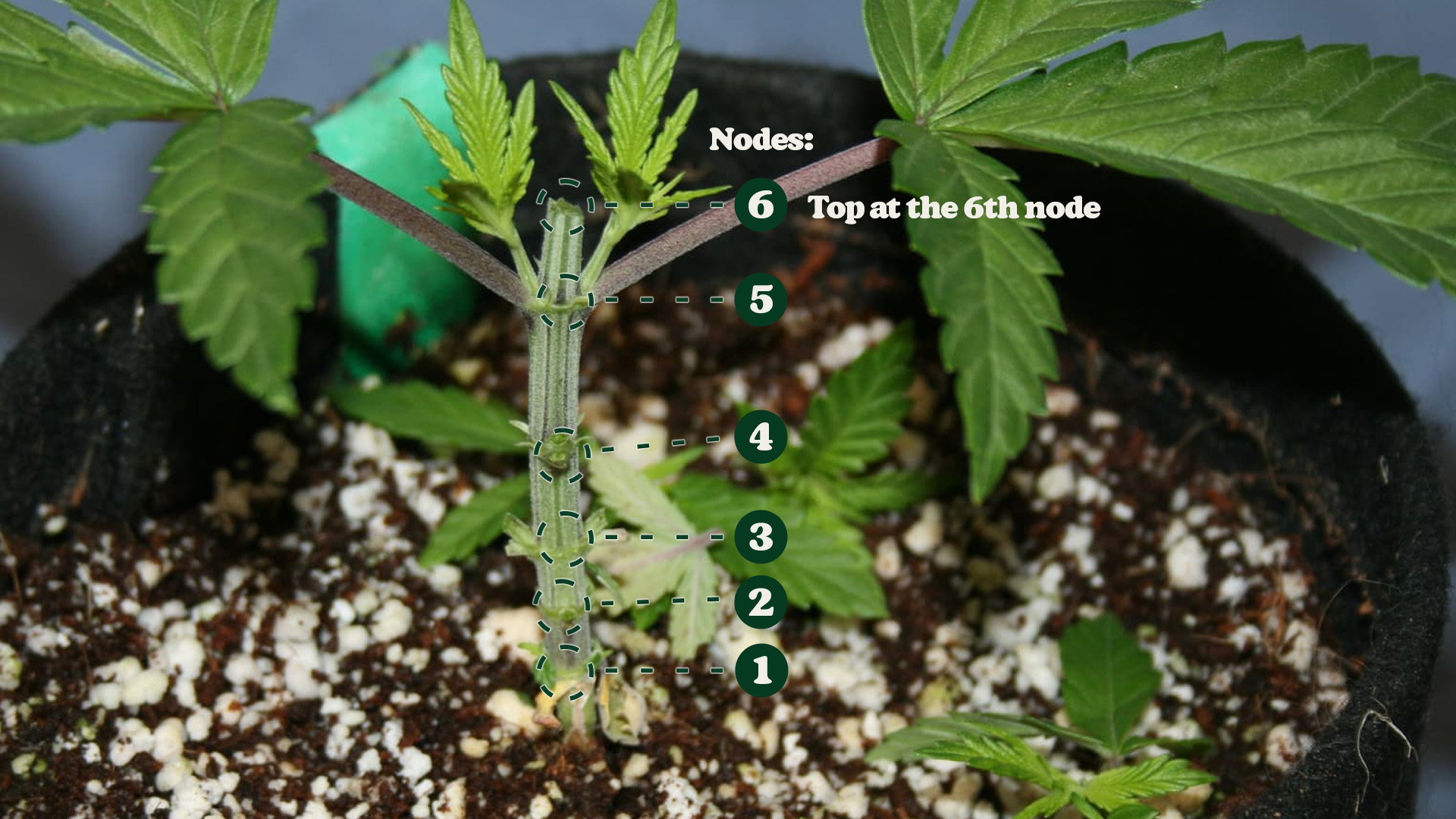 A young cannabis plant in a pot with nodes labeled 1 to 6, indicating where to top at the 6th node.