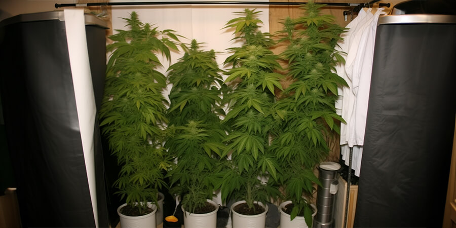 A compact indoor cannabis grow setup inside a closet, using artificial lighting and ventilation to cultivate cannabis in a small, discreet space.