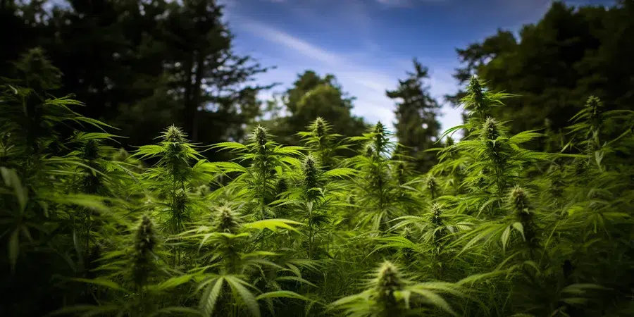 A group of cannabis plants growing naturally in a forest, surrounded by trees and benefiting from organic soil, showcasing the adaptability of cannabis to forest environments.