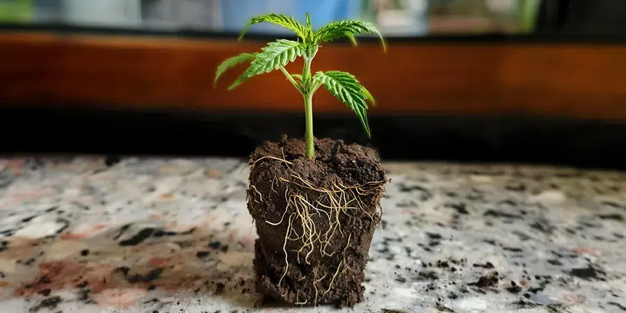 A cannabis plant growing in a soil block, with its roots beginning to spread out, indicating it’s ready for the next stage of growth.