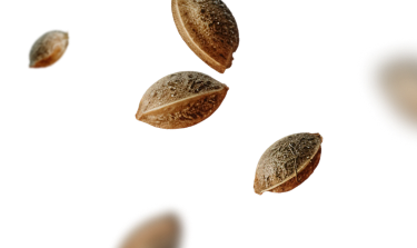 Feminized Seeds