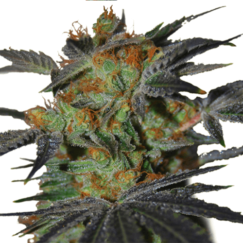 Agent Orange Feminized Seeds For Sale Buy Online Ilgm