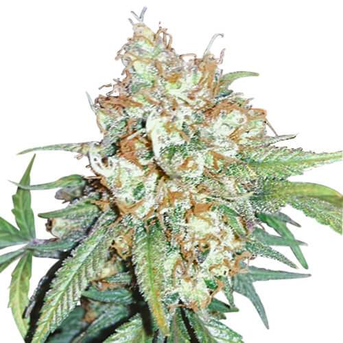 Medicinal Cannabis Strain Review - Purple Cherry Pie