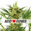 AK-47 Autoflower Marijuana Seeds