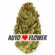 Amnesia Haze Autoflower Marijuana Bud
