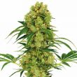 big bud feminized marijuana seeds