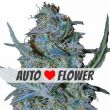 Blue Cheese Autoflower Marijuana Seeds