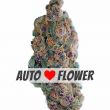 Blueberry Autoflower Marijuana Bud