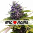 Blueberry Autoflower Marijuana Seeds