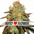 Bruce Banner Autoflower Super Mix Pack Seed Variety Pack