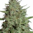 California Dream Feminized Dreamy Mix Pack Seed Variety Pack