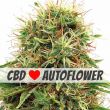 CBD Kush Autoflower CBD Seed Variety Pack