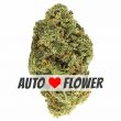 Cheese Autoflower Marijuana Bud
