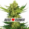 Cheese Autoflower Snack Mix Pack Seed Variety Pack