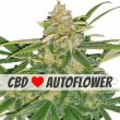 Critical Mass Autoflower CBD Seed Variety Pack