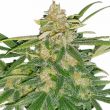 Critical Mass Feminized Power Mix Pack Seed Variety Pack