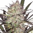 Durban Poison Feminized Bonza Seeds Mix Pack Seed Variety Pack