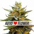 G13 Autoflower Marijuana seeds