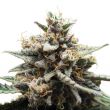 gg4 x do-si-dos feminized marijuana seeds