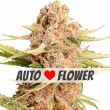 Girl Scout Cookies Extreme Autoflower Super Mix Pack Seed Variety Pack