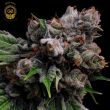 golden pineapple cannabis seeds green bodhi