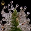 golden pineapple cannabis seeds green bodhi