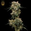 golden pineapple cannabis seeds green bodhi